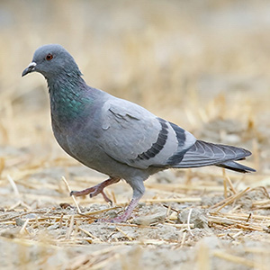 Rock Pigeon